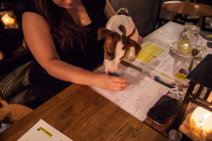 Letter Writing Marathon dog