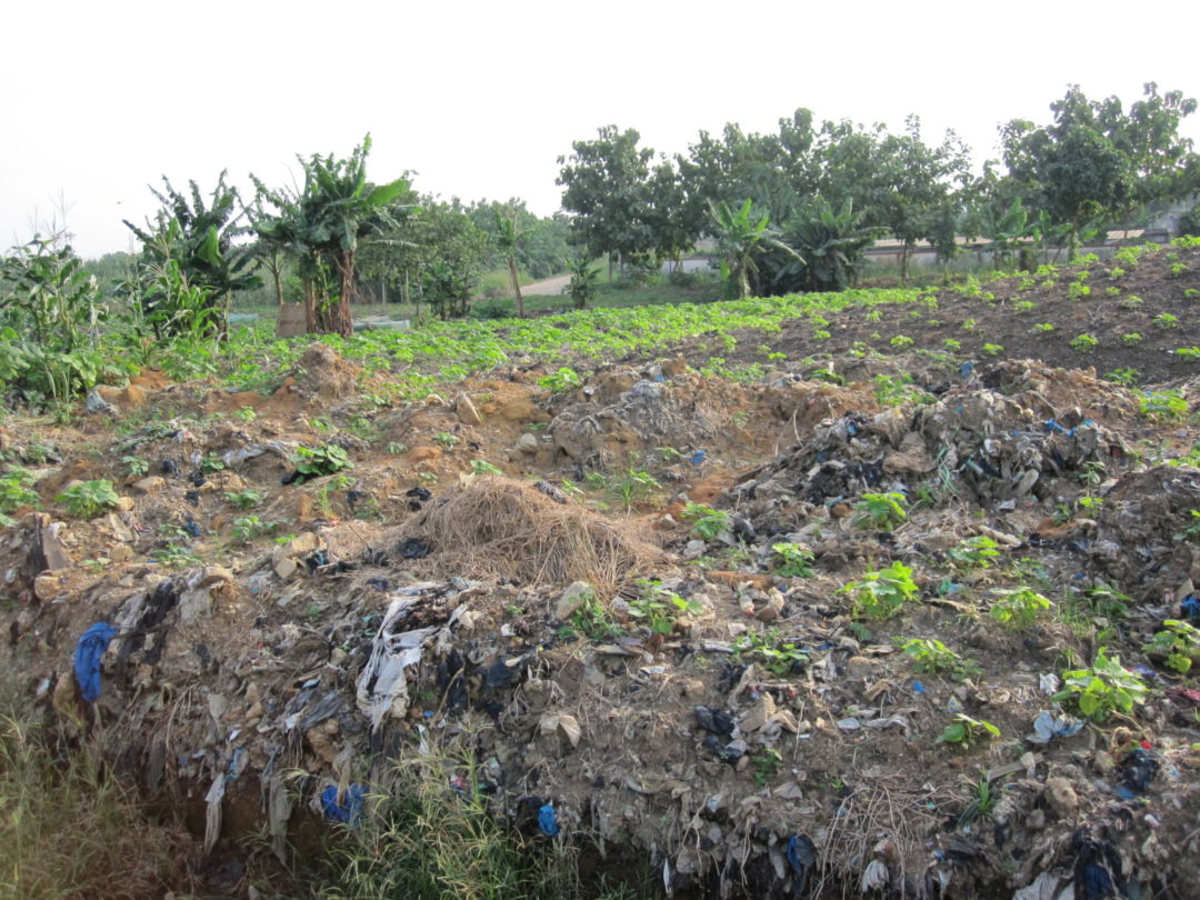 Cassava growing at the Akouedo dumpsite (July 2016)