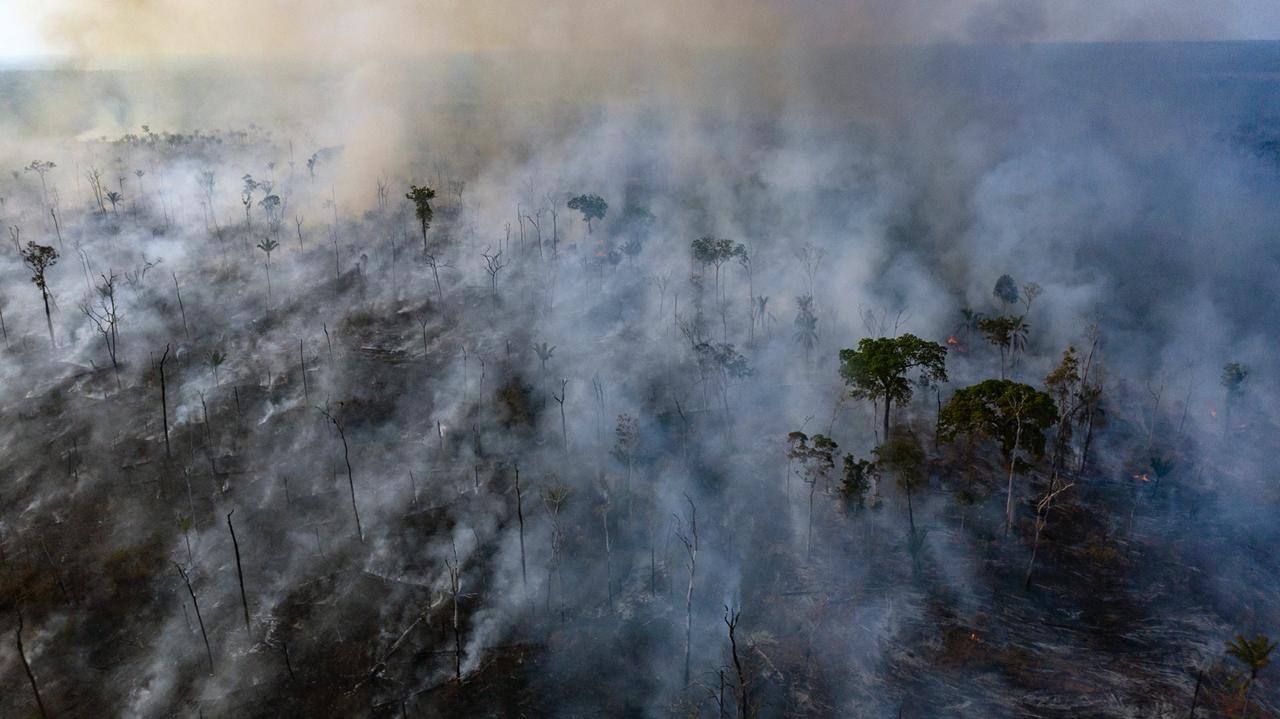 Brazil: Halt illegal cattle farms fuelling Amazon rainforest destruction