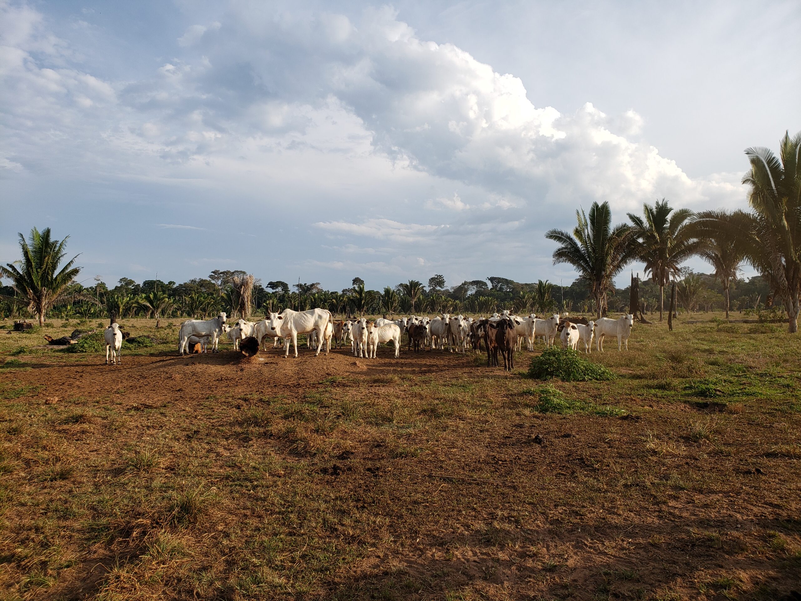 Brazil: Cattle illegally grazed in the Amazon found in supply chain of leading meat-packer JBS