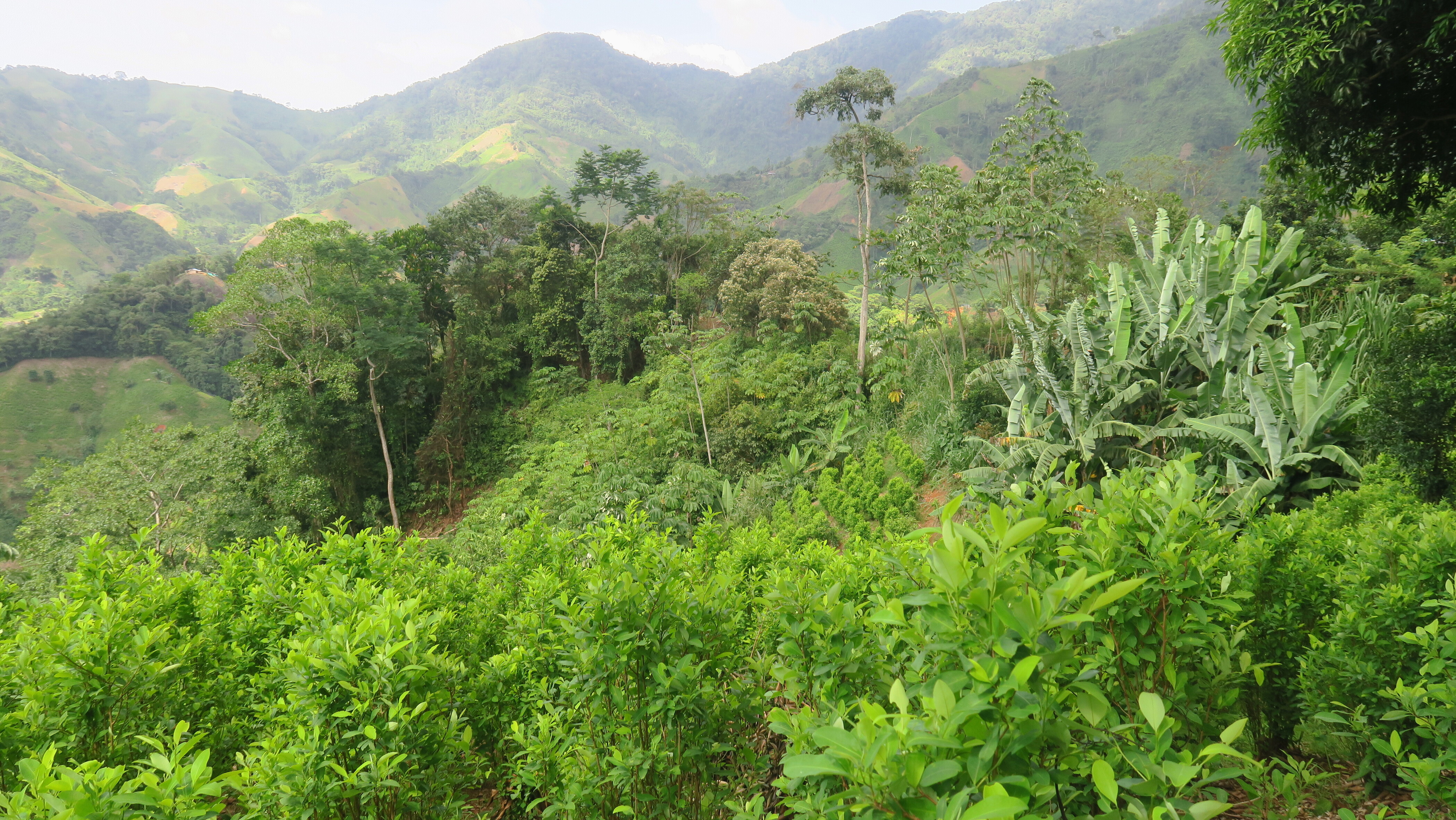 Urgent Action – Colombia: Protect CISCA from attacks