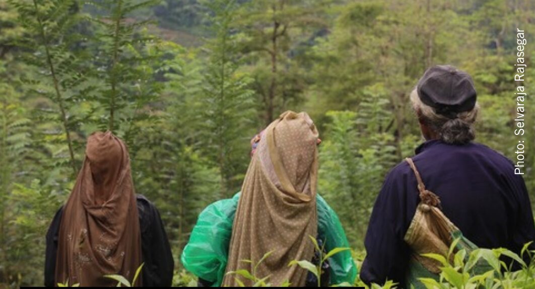 Sri Lanka: Malaiyaha Tamil workers in private tea estates suffer serious labour abuses